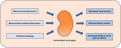 Mitochondrial homeostasis: a potential target for delaying renal aging